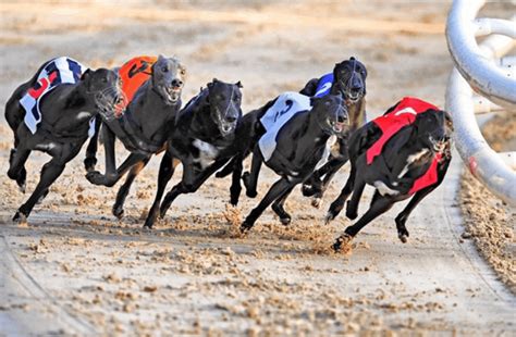 watchdog site corridas galgos